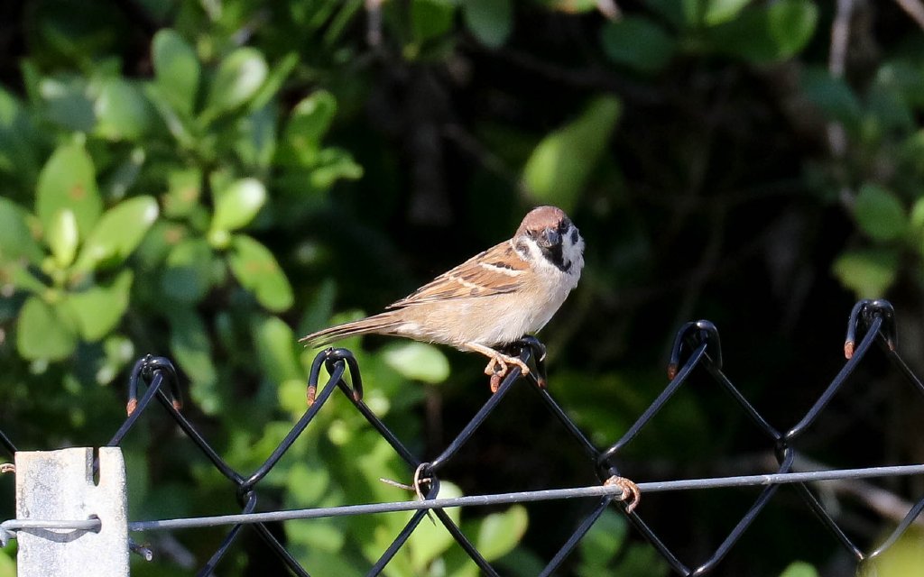 Eurasian Tree Sparrow