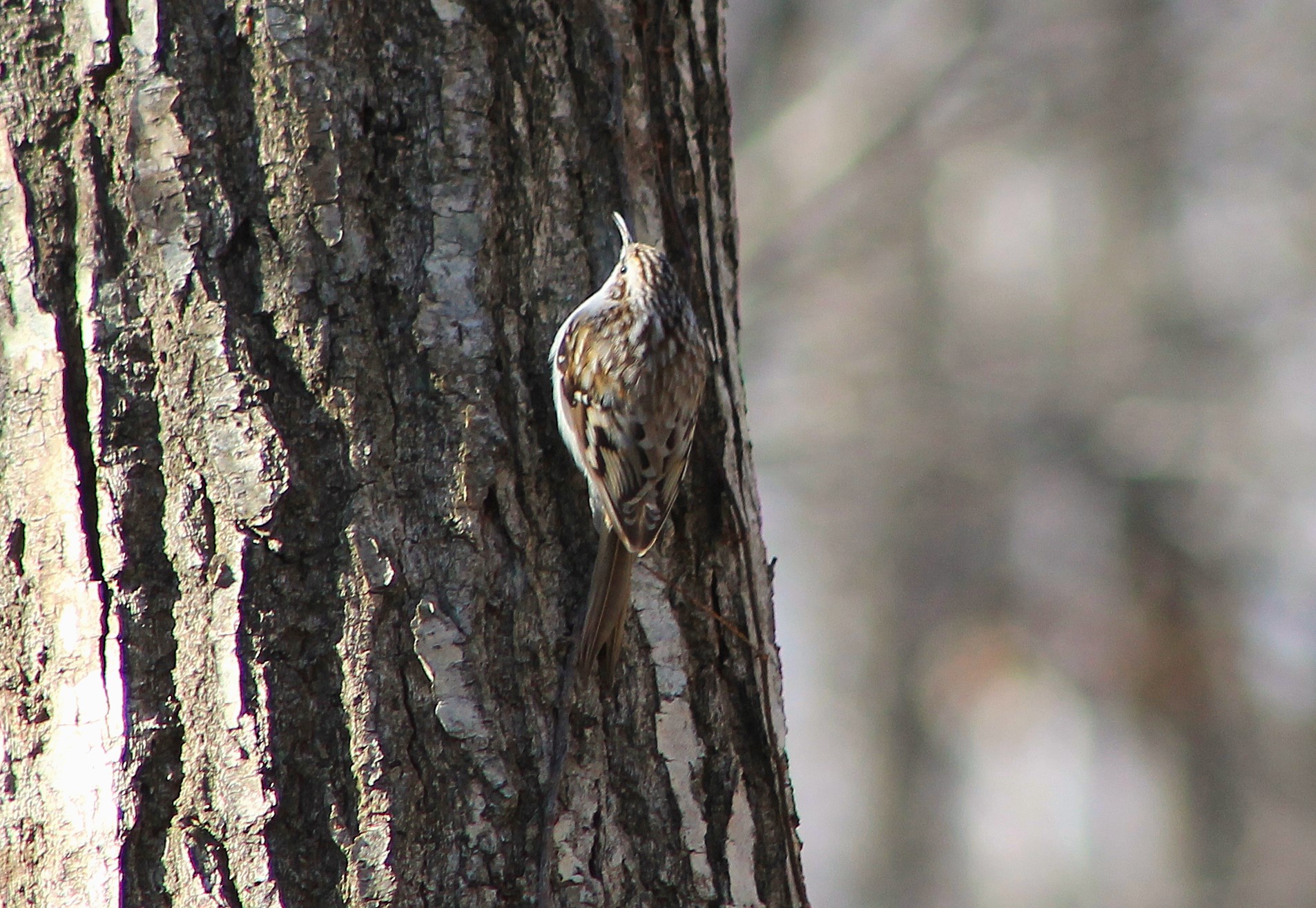 Eurasian Treecreeper (Certhia familiaris)
