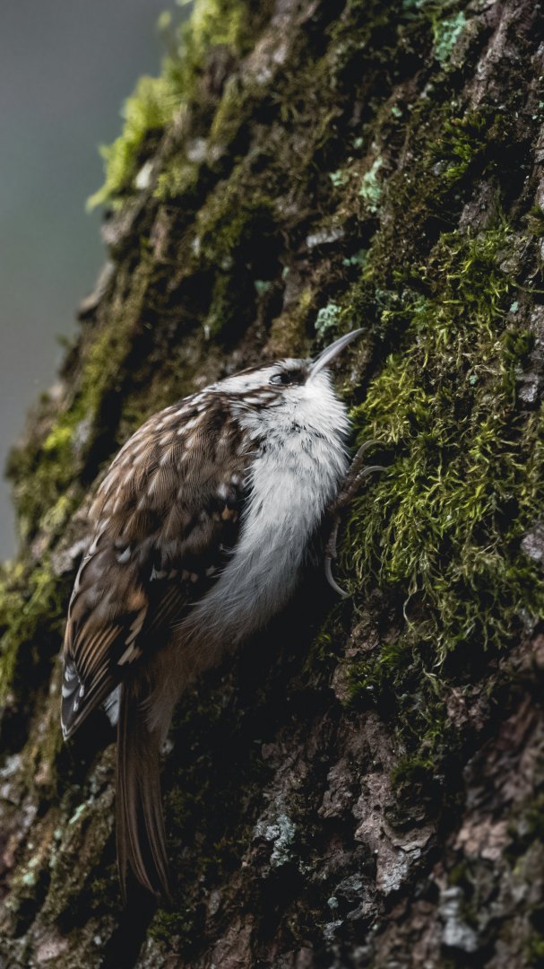 Eurasian treecreeper