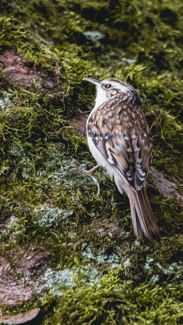 Eurasian treecreeper