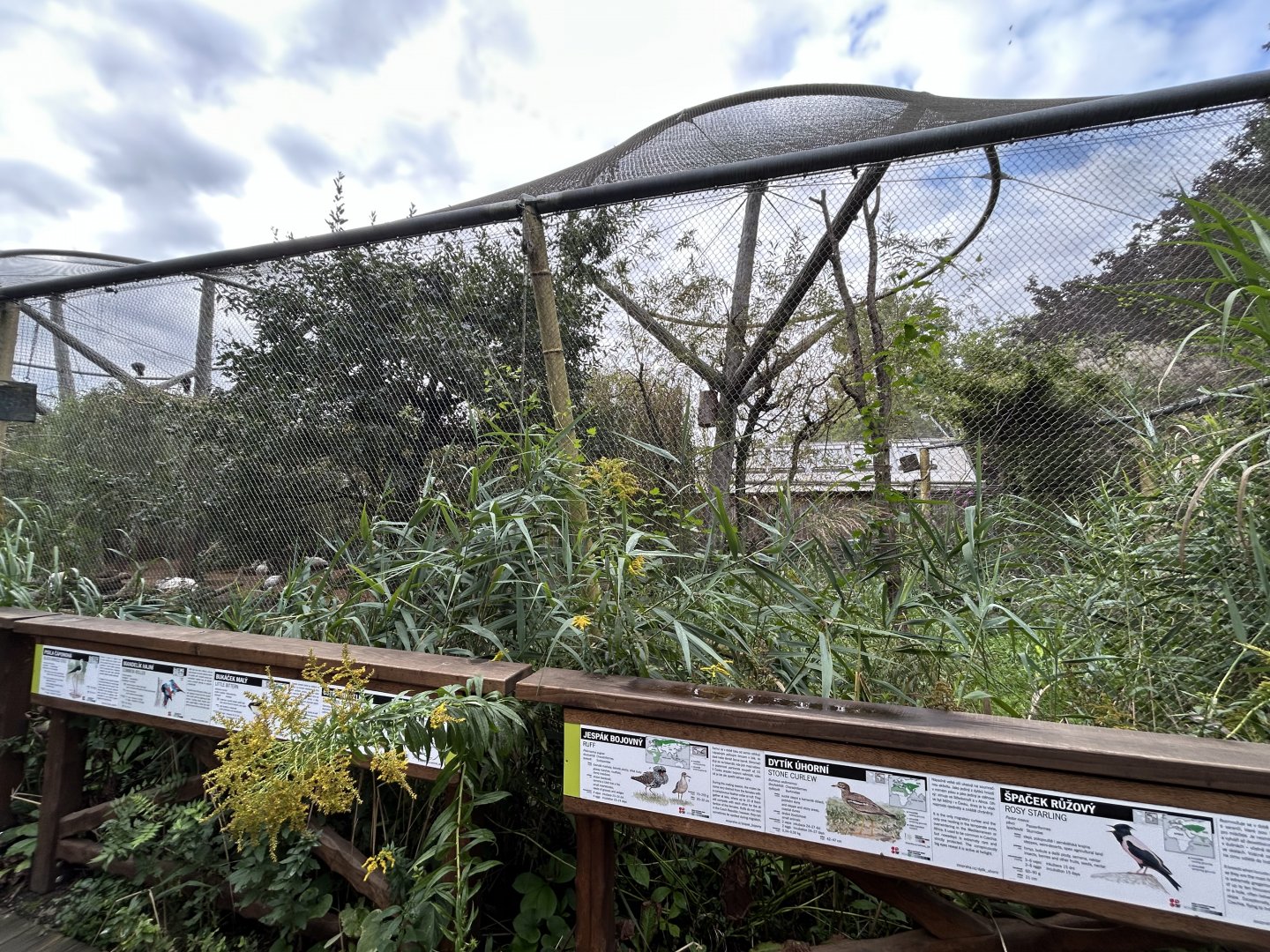 Eurasian Walkthrough Aviary