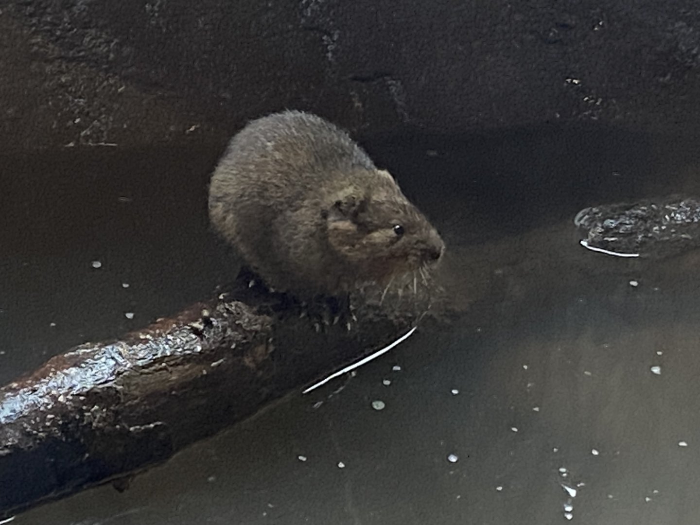 Eurasian water vole 290224