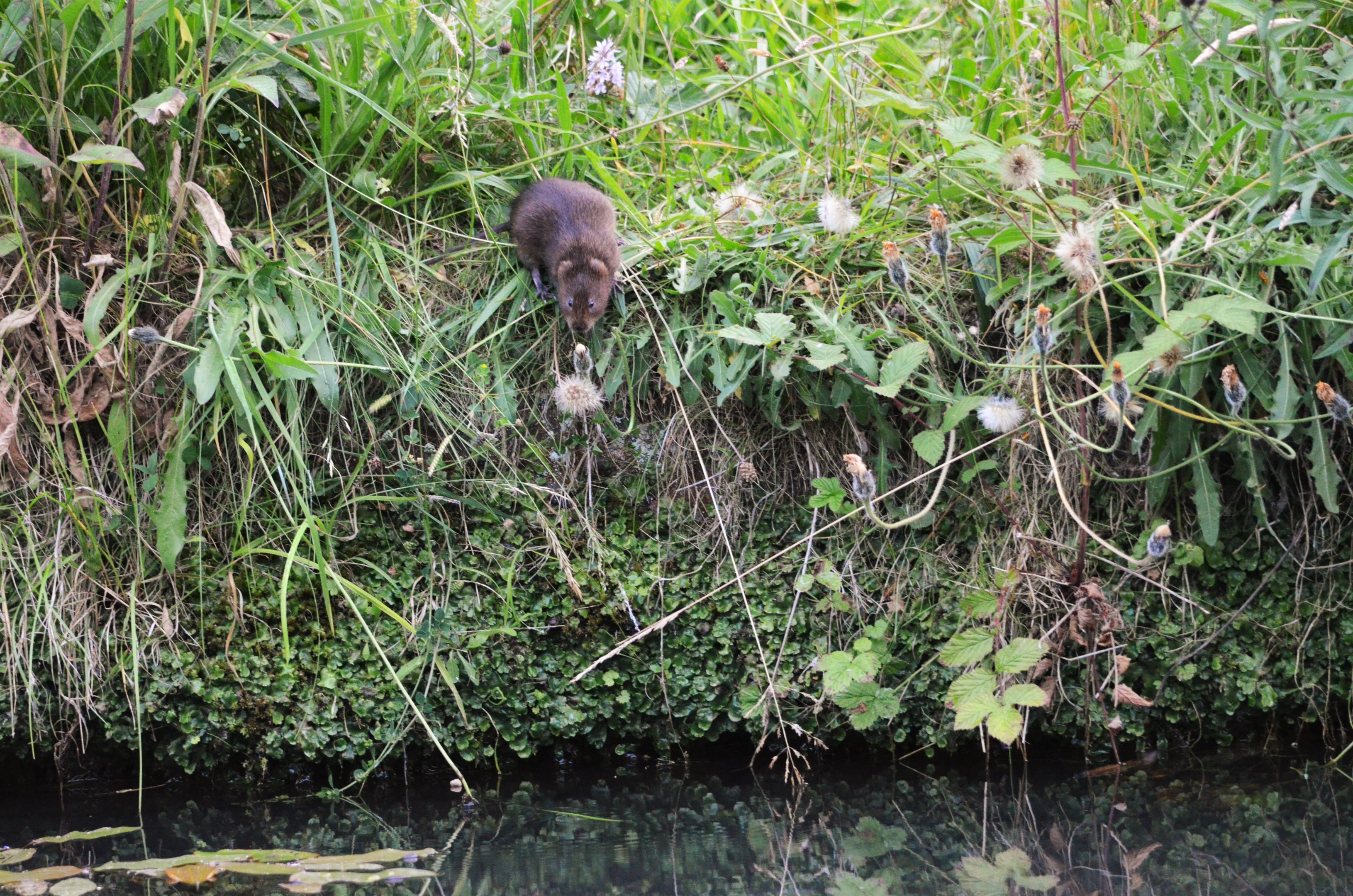 Eurasian Water Vole at Cromford Canal, 29/06/18