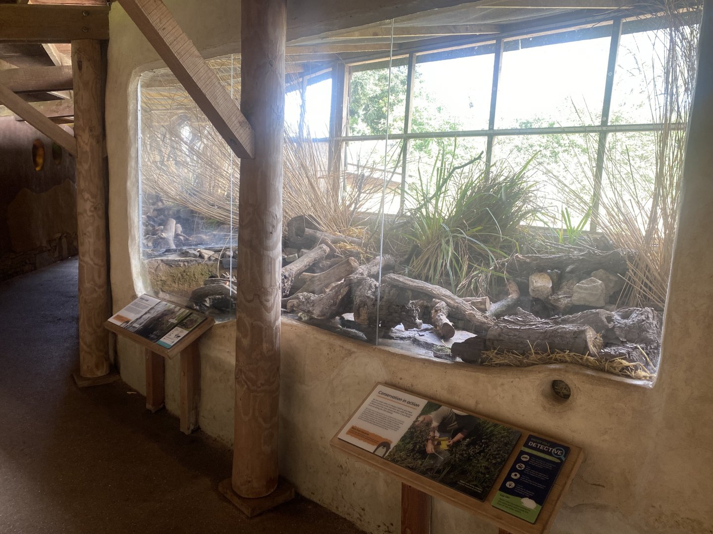 Eurasian water vole exhibit 110424