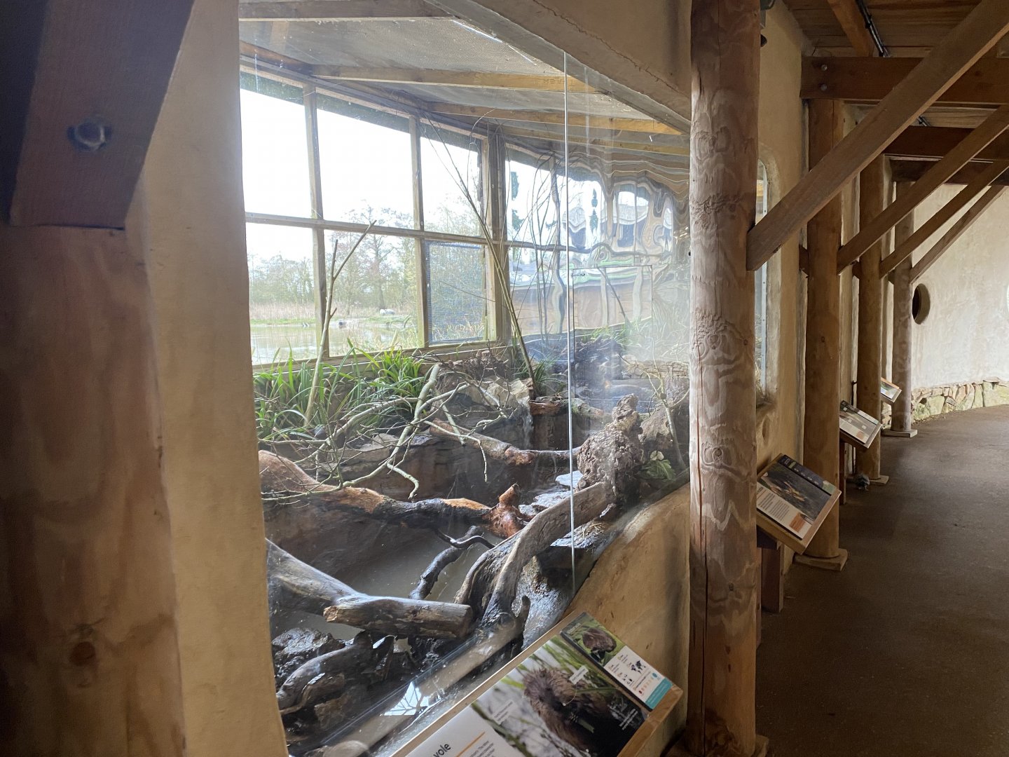 Eurasian water vole exhibit 290224