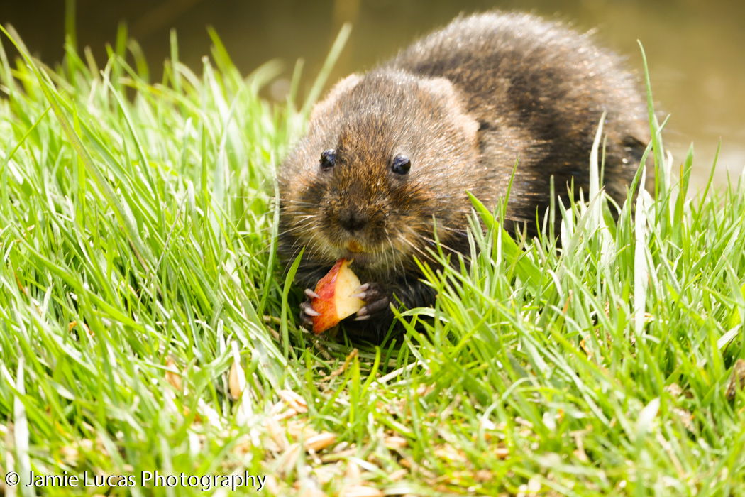 Eurasian Water Vole