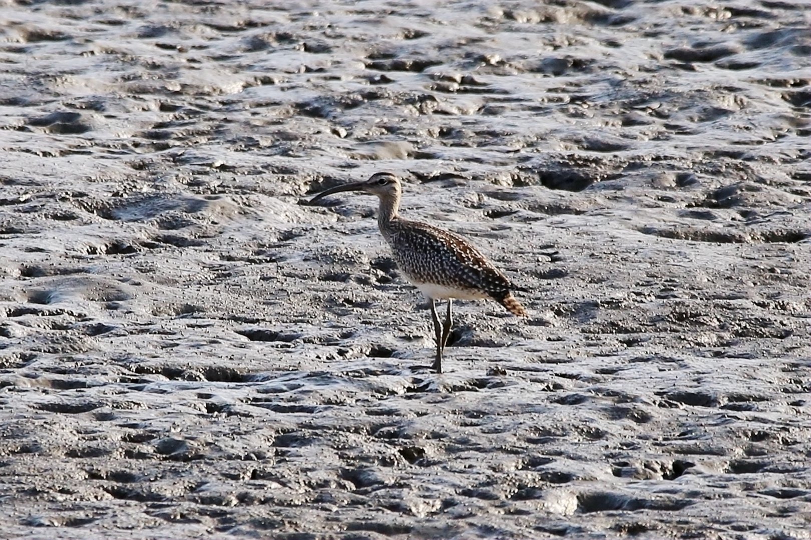 Eurasian Whimbrel (Numenius phaeopus)