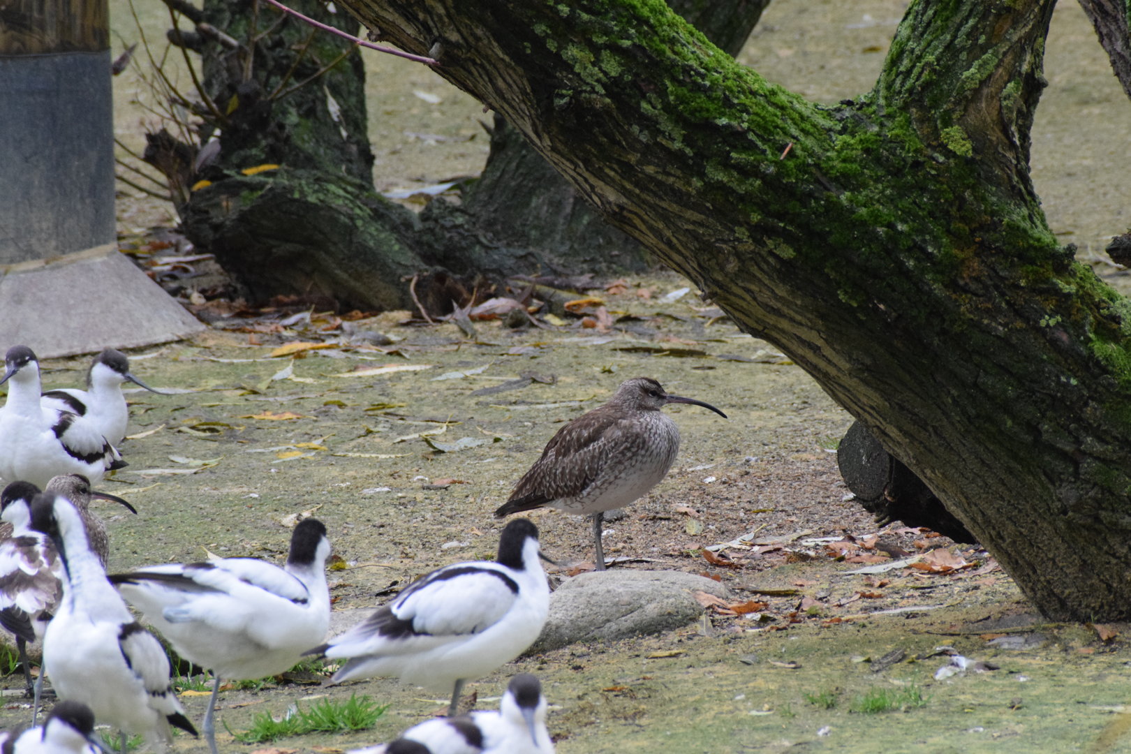 Eurasian whimbrel - October 2023