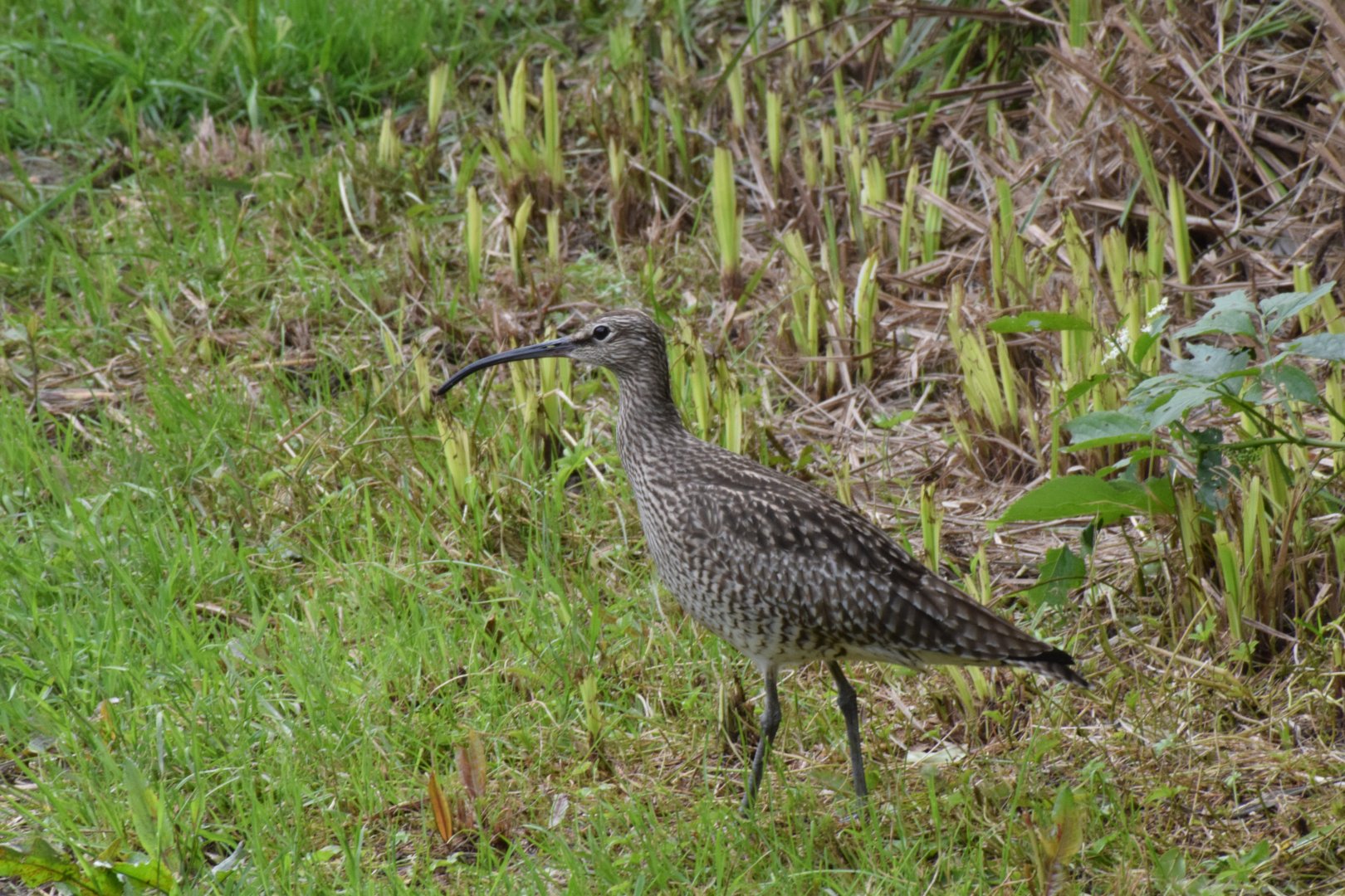 Eurasian whimbrel