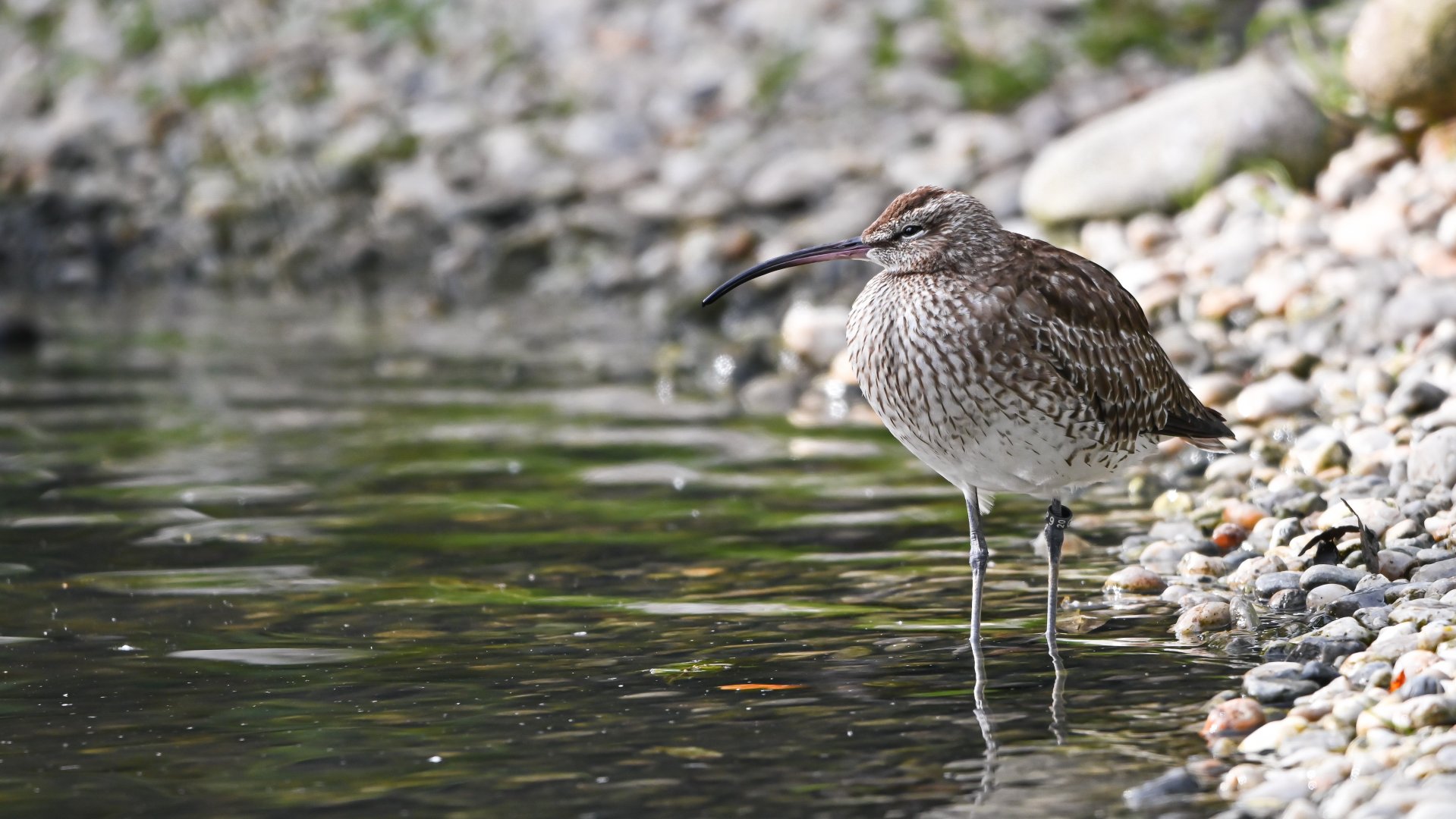 Eurasian whimbrel
