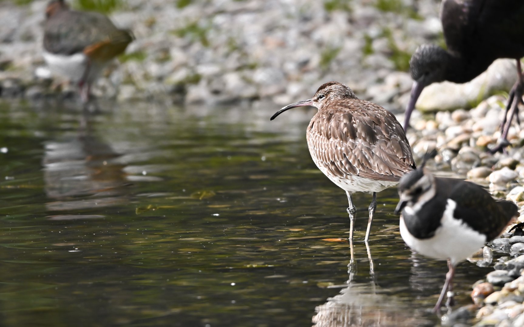 Eurasian whimbrel