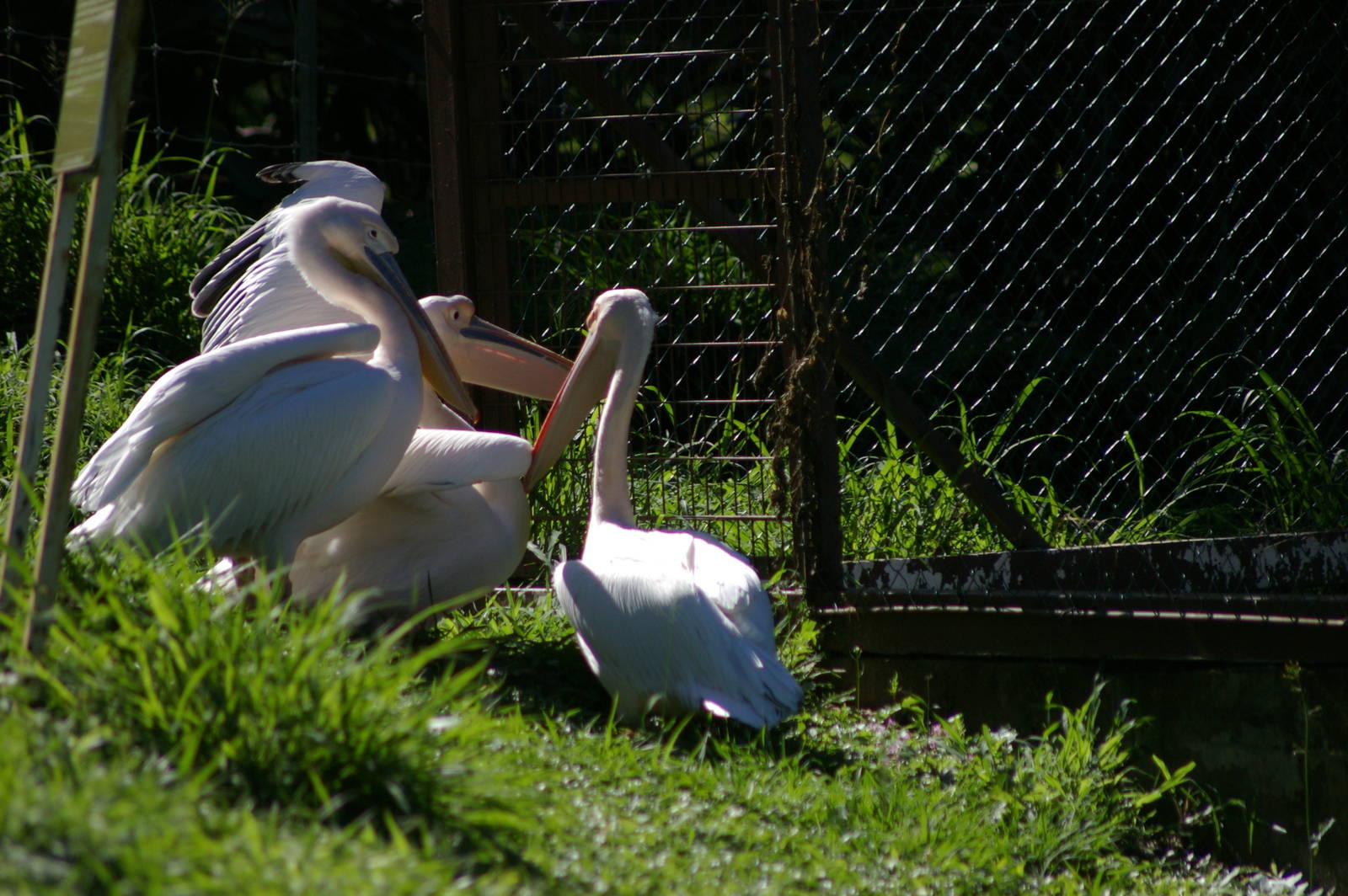 Eurasian white pelican (Pelecanus onocrotalus)