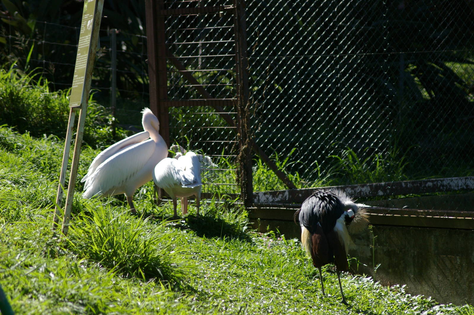 Eurasian white pelicans and grey-necked crowned crane