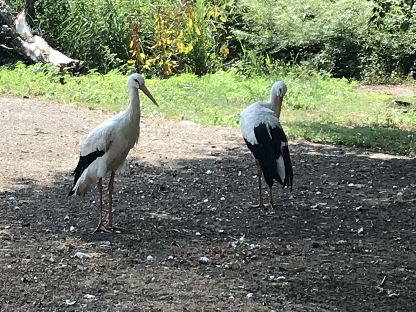 Eurasian white storks 070818