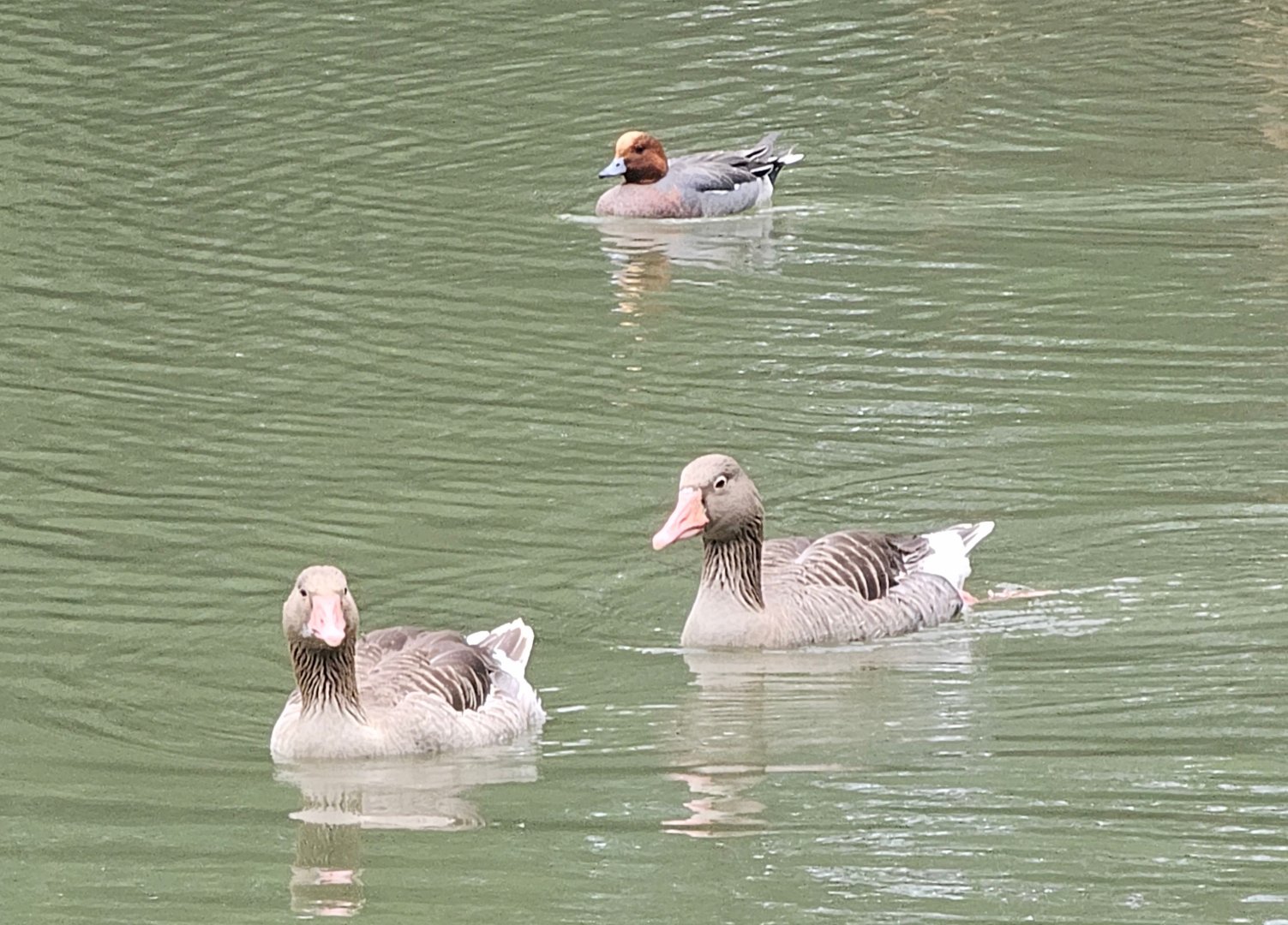 Eurasian wigeon and Greylag geese
