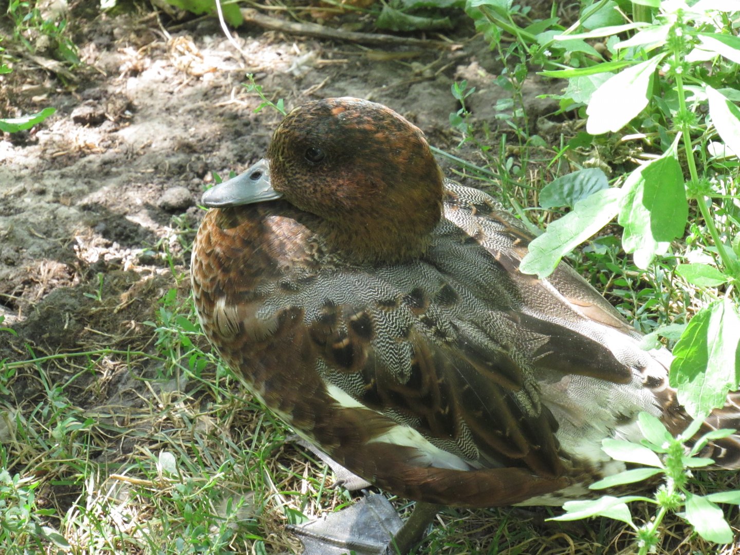 Eurasian Wigeon at Omaha Henry Doorly Zoo