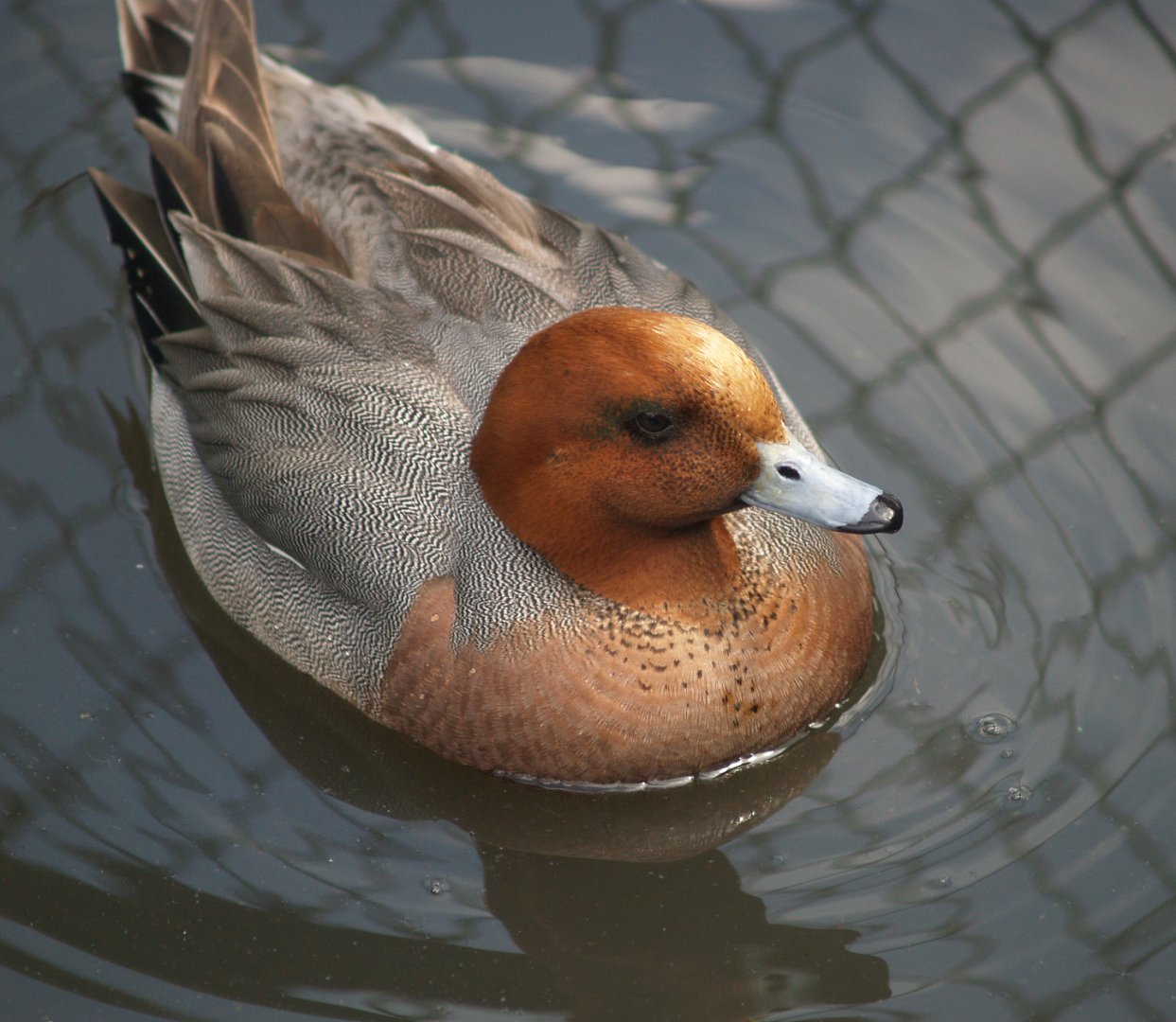 Eurasian wigeon drake (Mareca penelope), 2008-05-02