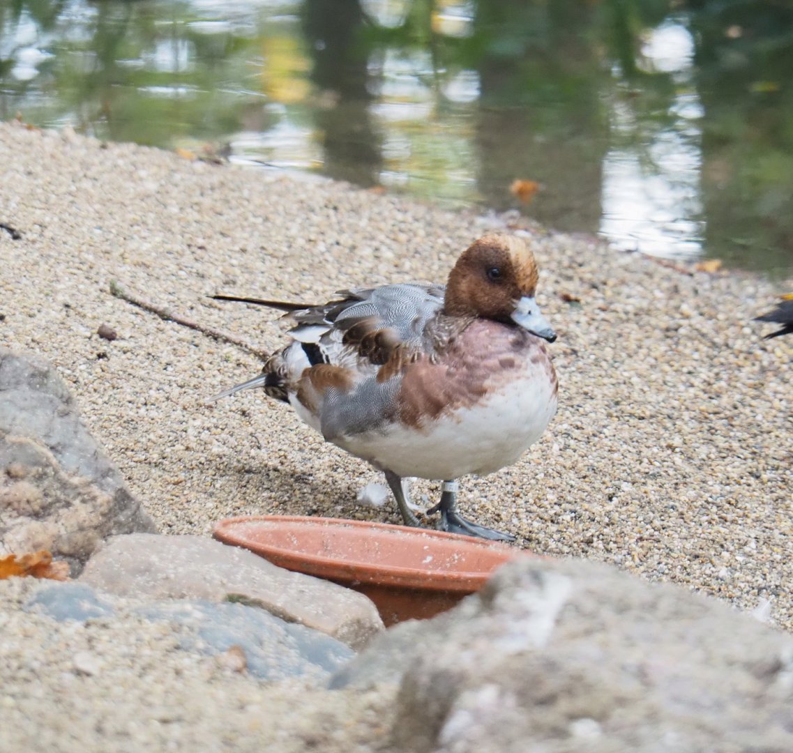 Eurasian wigeon drake (Mareca penelope), 2021-11-06