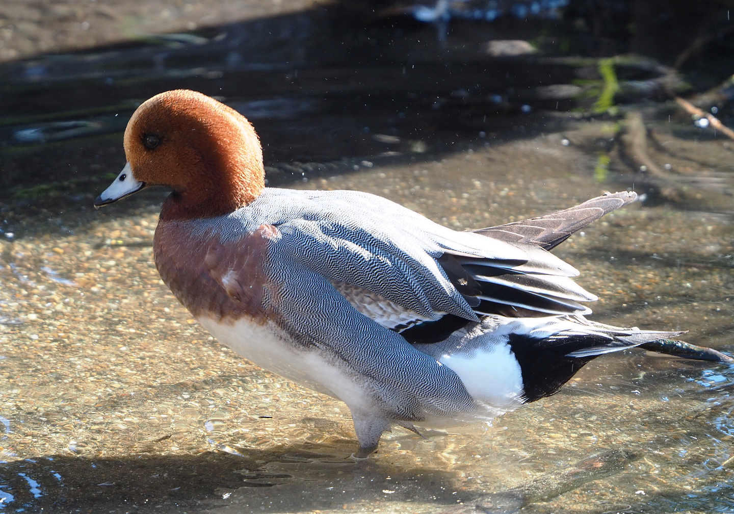 Eurasian wigeon drake (Mareca penelope), 2022-03-08
