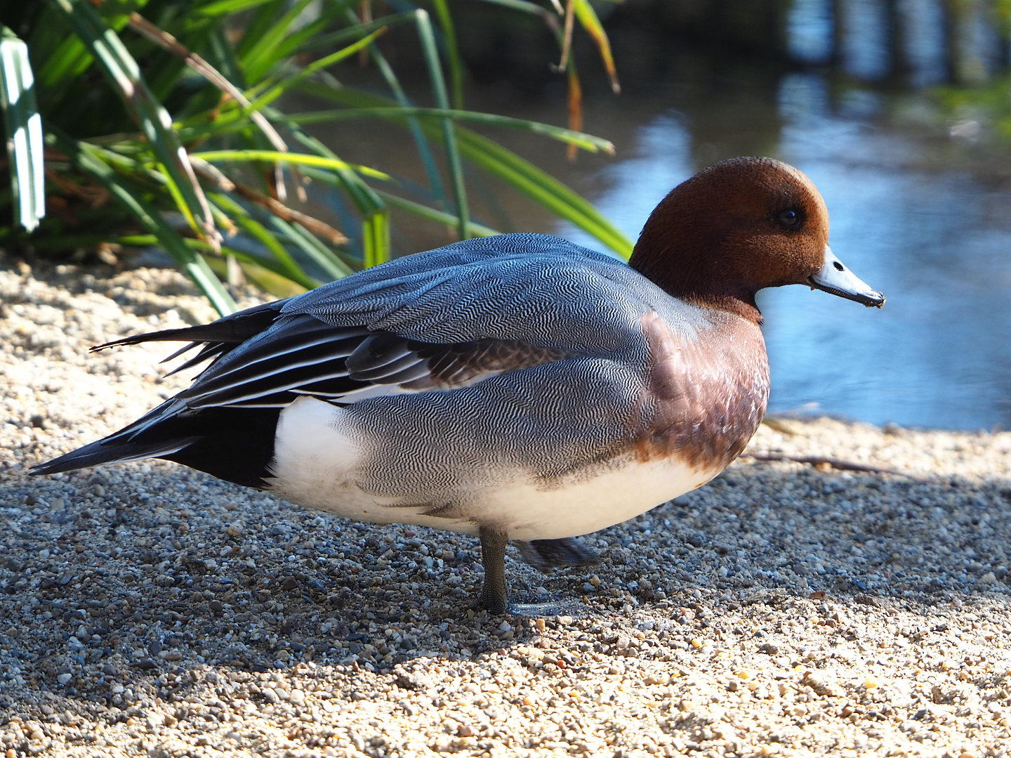 Eurasian wigeon drake (Mareca penelope), 2022-03-08