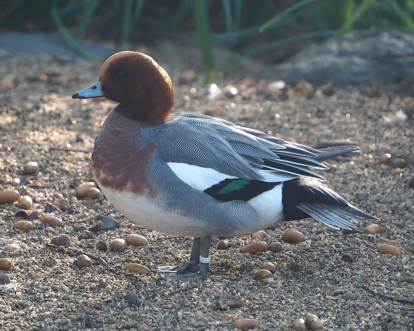 Eurasian wigeon drake (Mareca penelope), 2022-11-12