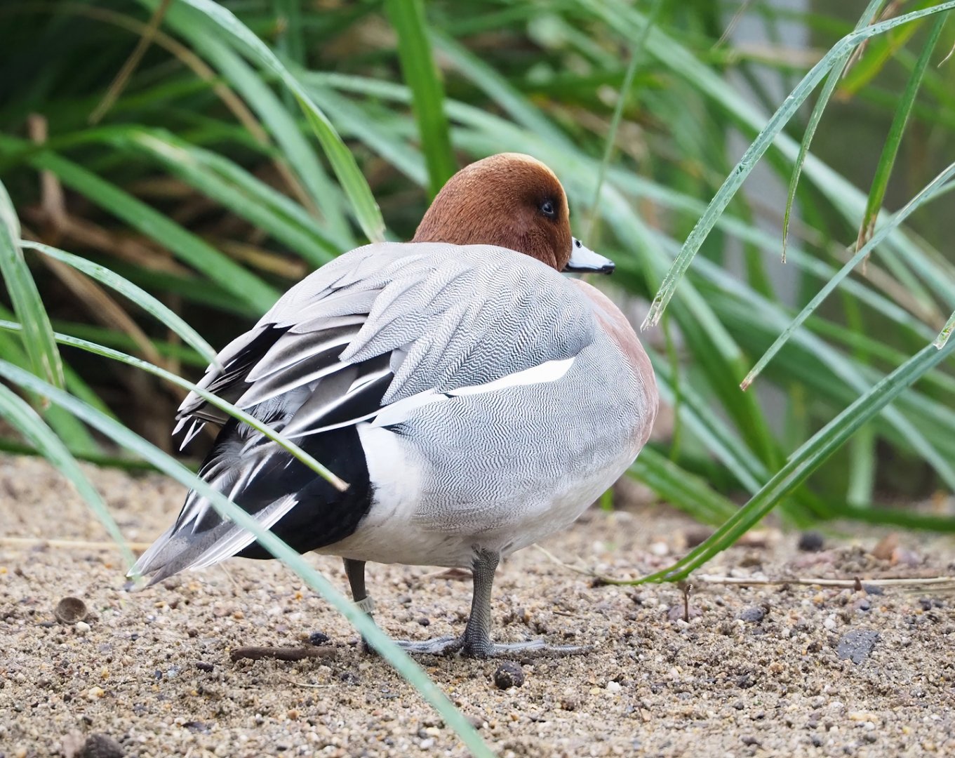 Eurasian wigeon drake (Mareca penelope), 2023-02-19