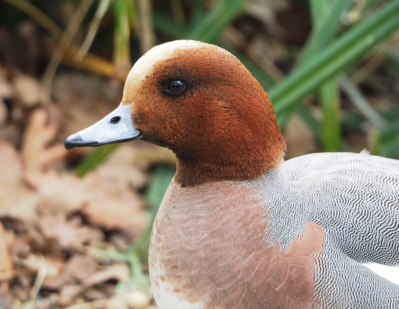 Eurasian wigeon drake (Mareca penelope), 2023-03-28