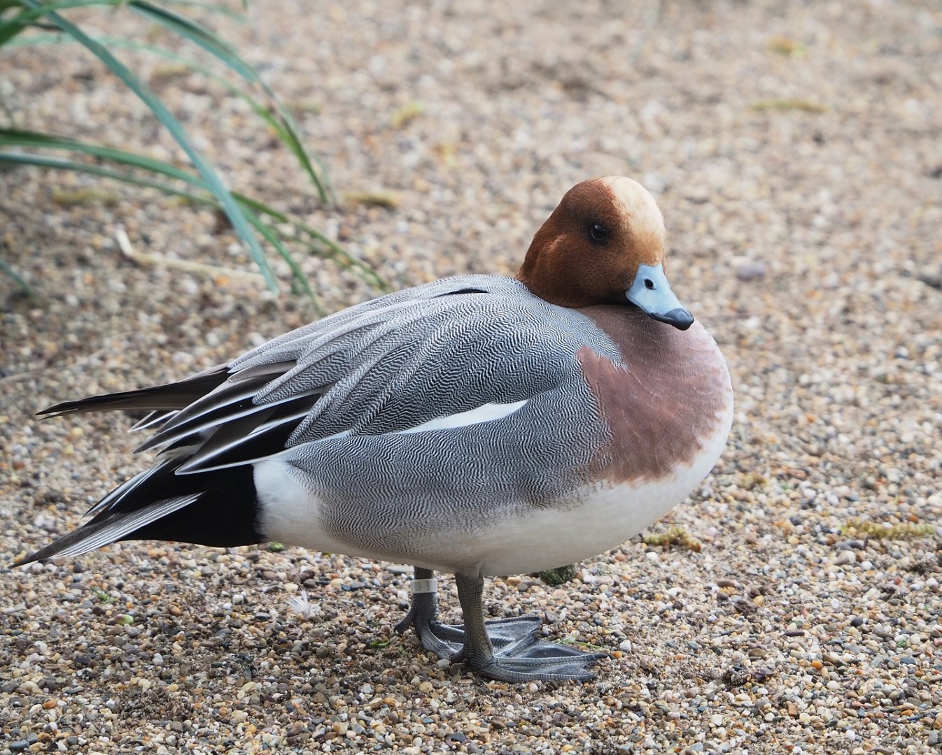 Eurasian wigeon drake (Mareca penelope), 2023-03-28