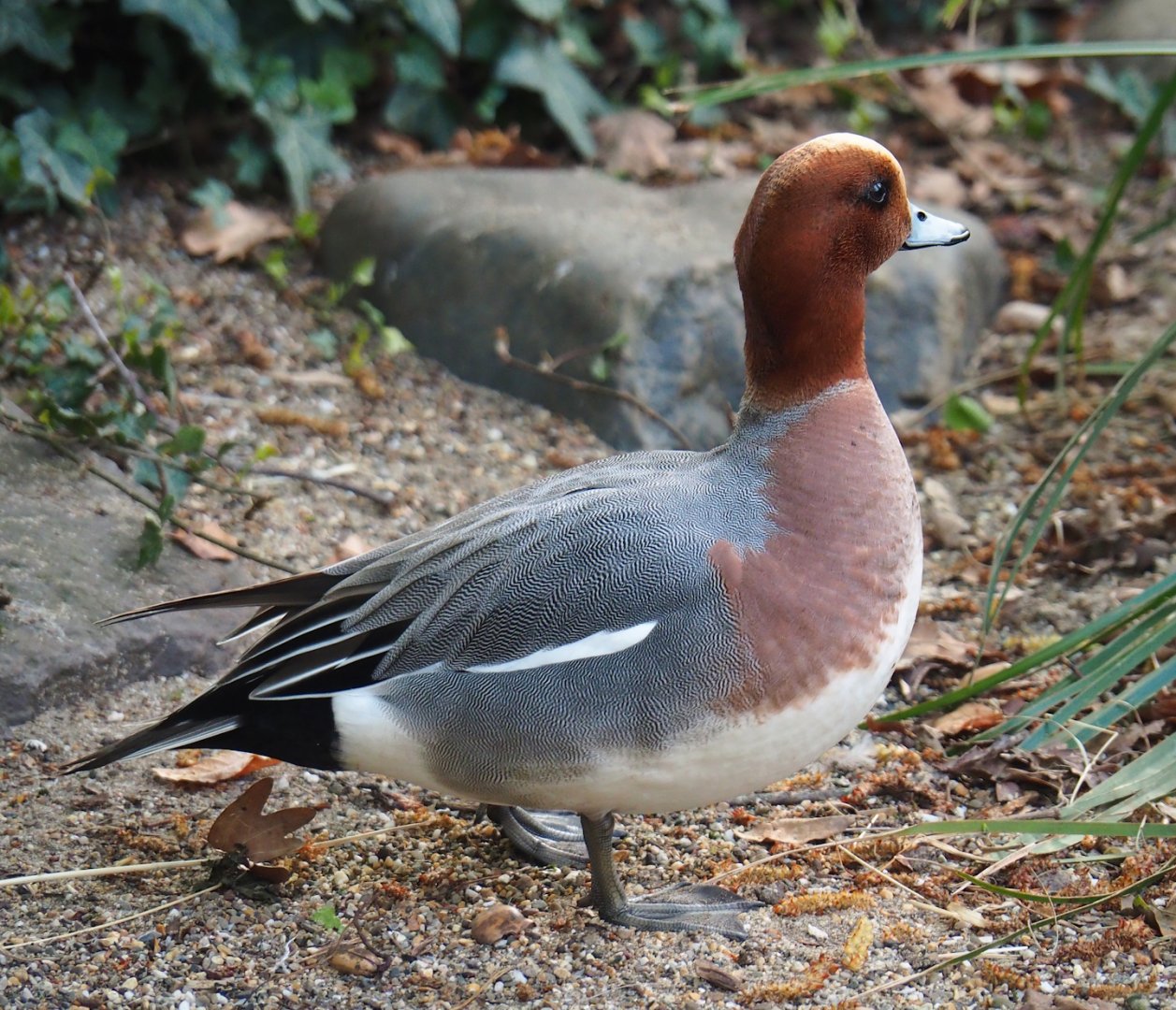 Eurasian wigeon drake (Mareca penelope), 2023-04-18