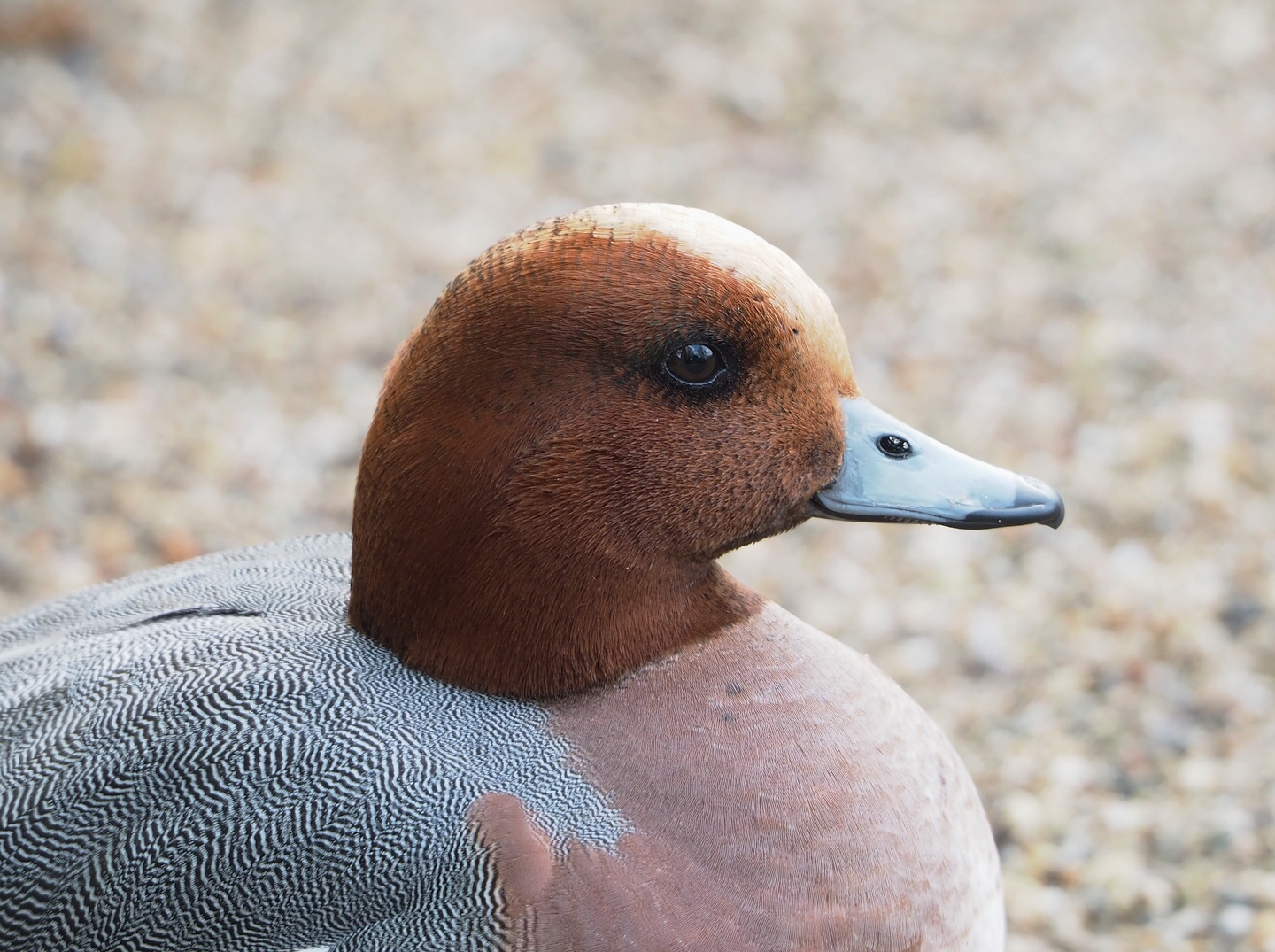 Eurasian wigeon drake (Mareca penelope), 2023-04-18