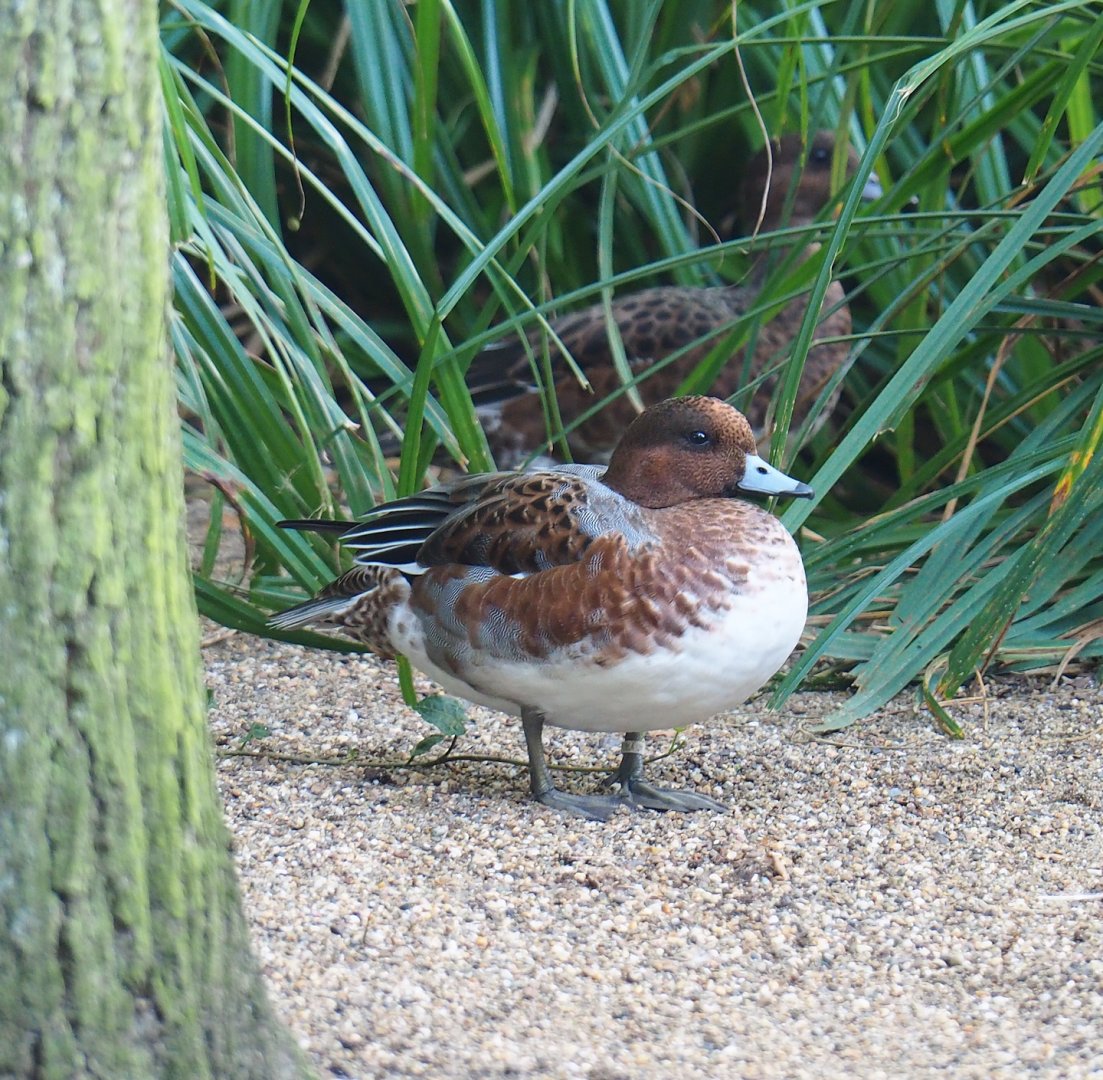 Eurasian wigeon drake (Mareca penelope), 2023-09-19