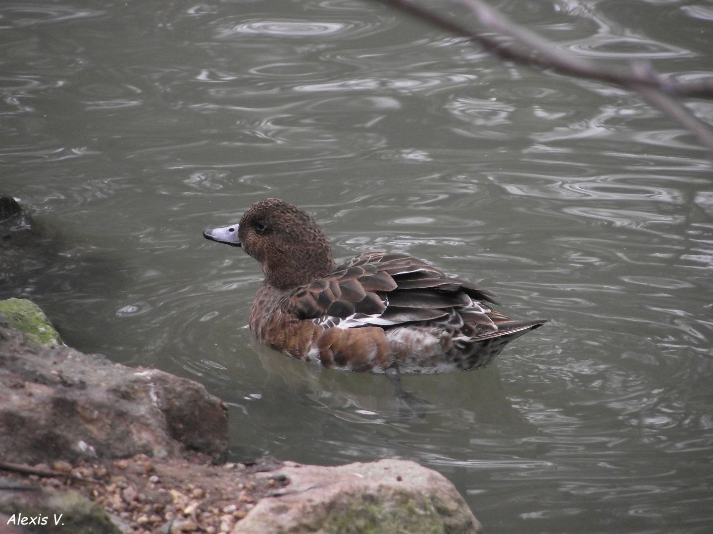 Eurasian Wigeon, female - Zooparc de Beauval - 01/2022