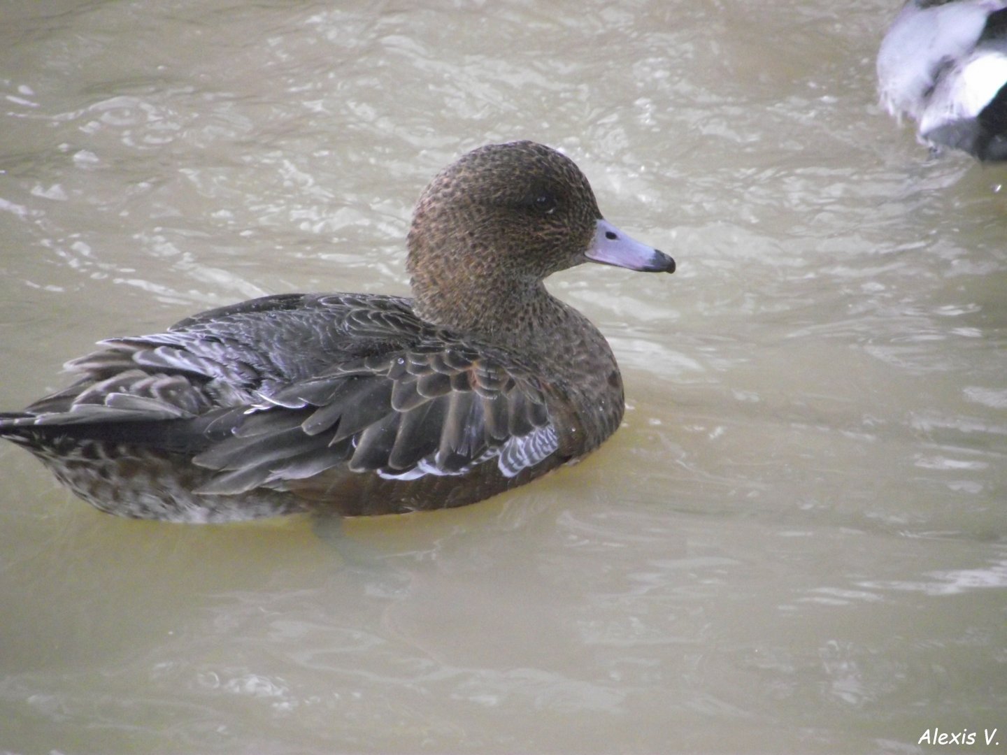 Eurasian Wigeon (female) - Zooparc de Beauval - 12/01/2025