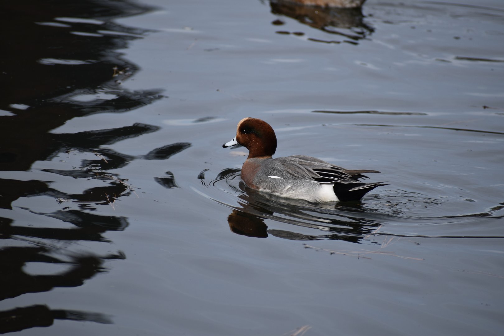 Eurasian Wigeon ~ Imperial Palace Moat