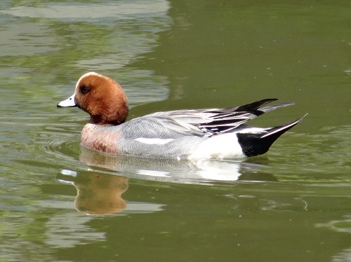 Eurasian wigeon   (Japan)