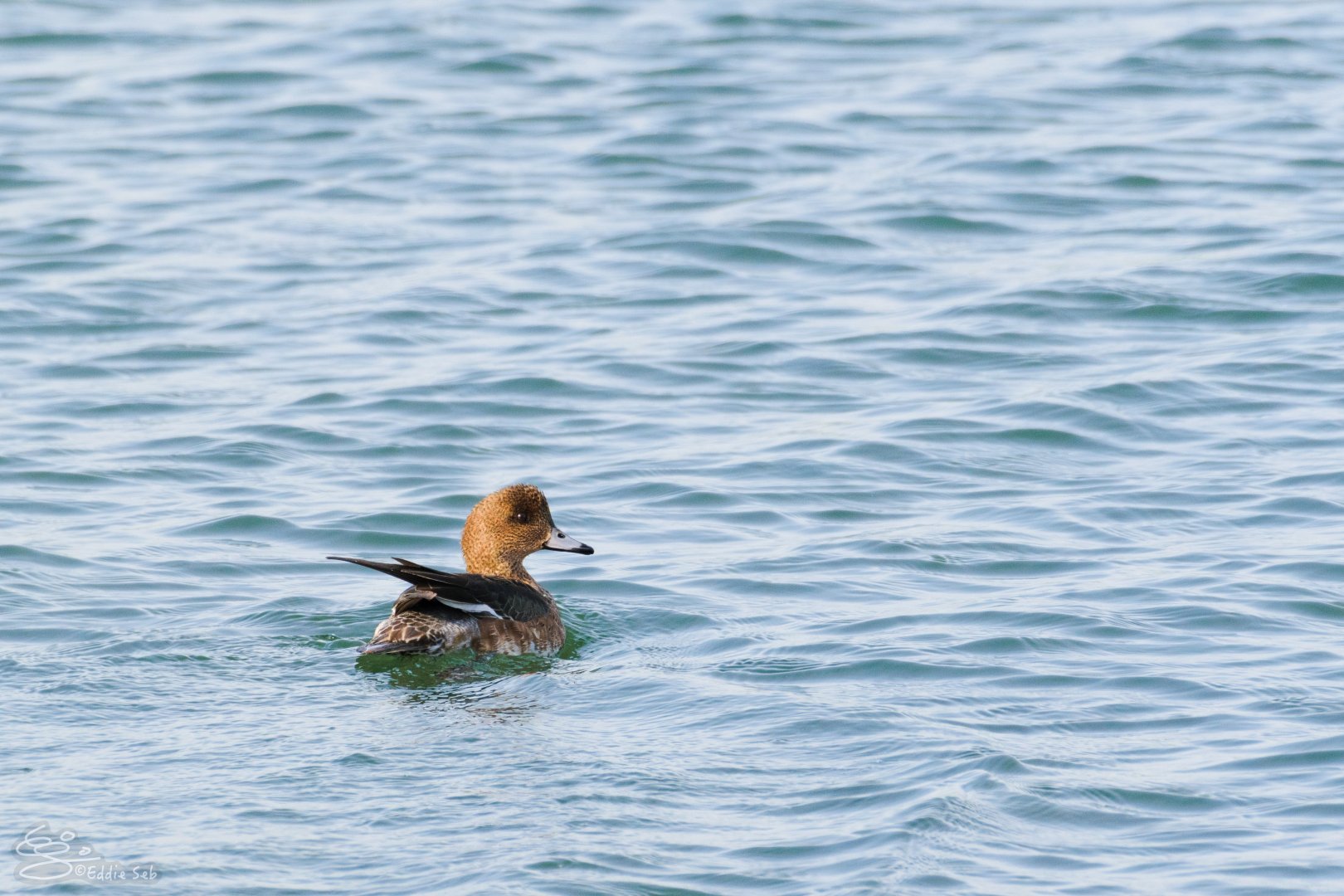 Eurasian Wigeon - Kasai Rinkai Seaside Park