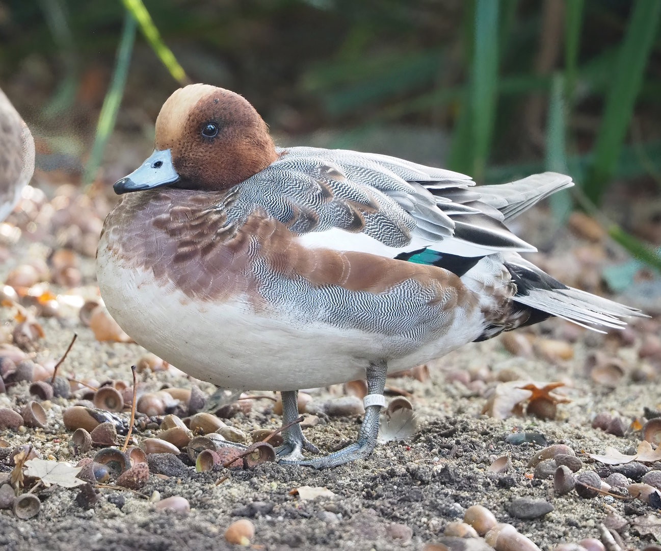 Eurasian wigeon (Mareca penelope), 2022-10-19