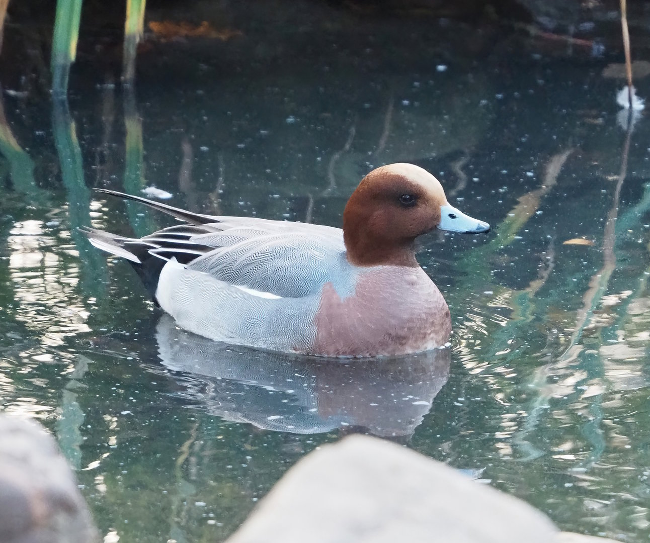 Eurasian wigeon (Mareca penelope), 2022-12-27
