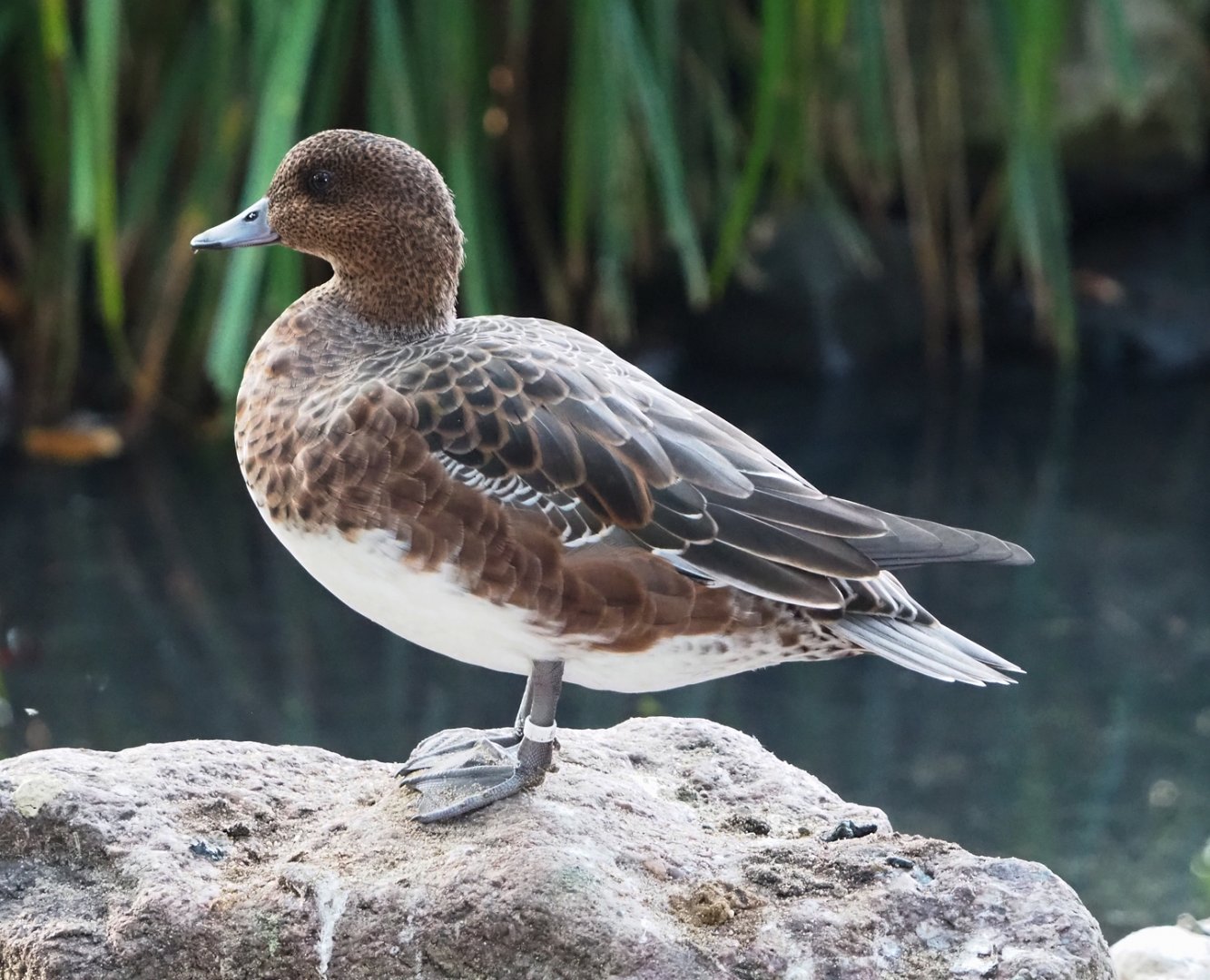 Eurasian wigeon (Mareca penelope), 2023-10-04