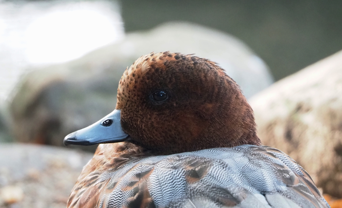 Eurasian wigeon (Mareca penelope), 2023-10-04