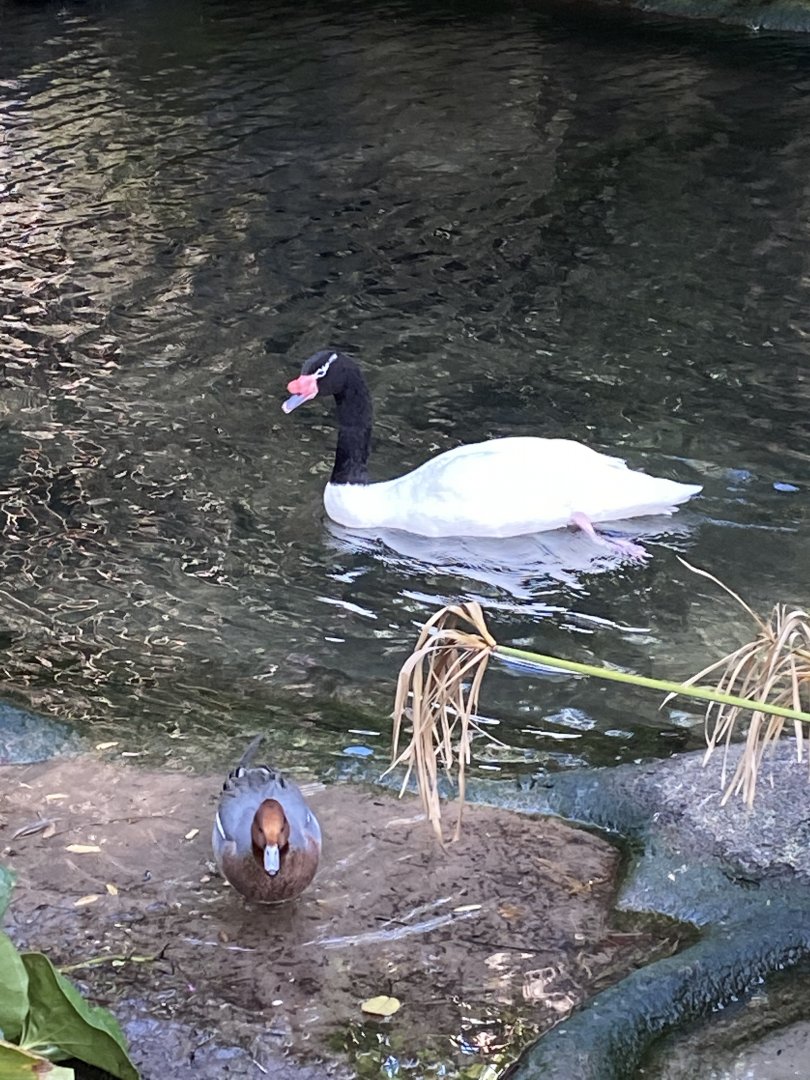 Eurasian Wigeon (Mareca penelope) and Black-Necked Swan (Cygnus melancoryphus)