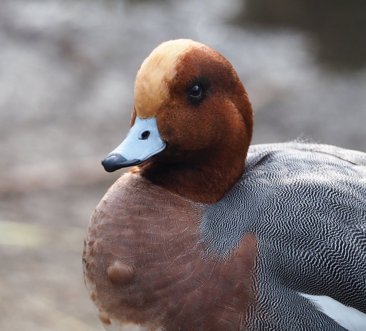 Eurasian wigeon (Mareca penelope) drake, 2024-03-04