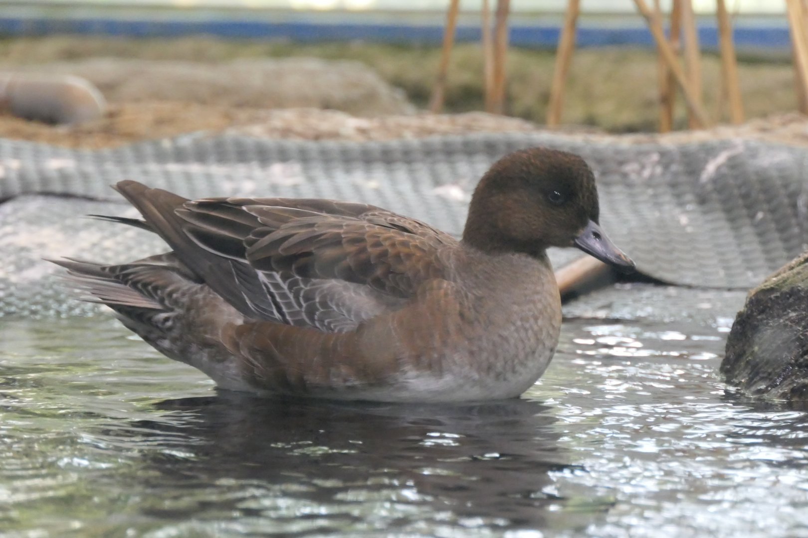Eurasian Wigeon (Mareca penelope) - Lake Biwa Museum