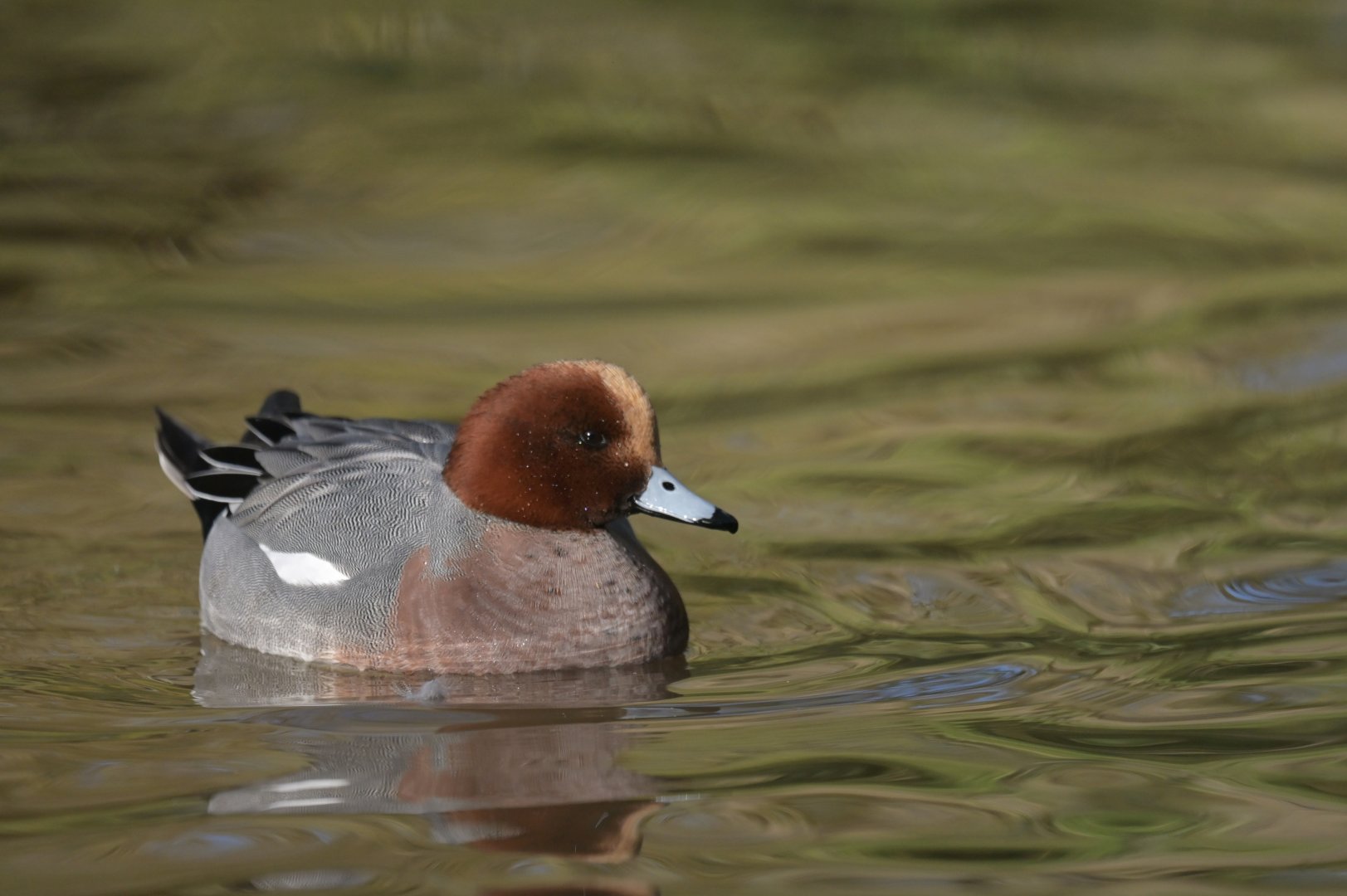 Eurasian Wigeon Mareca penelope