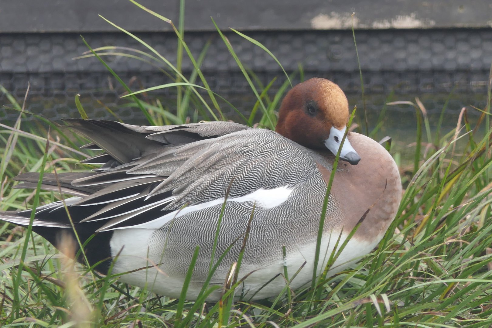 Eurasian Wigeon (Mareca penelope)