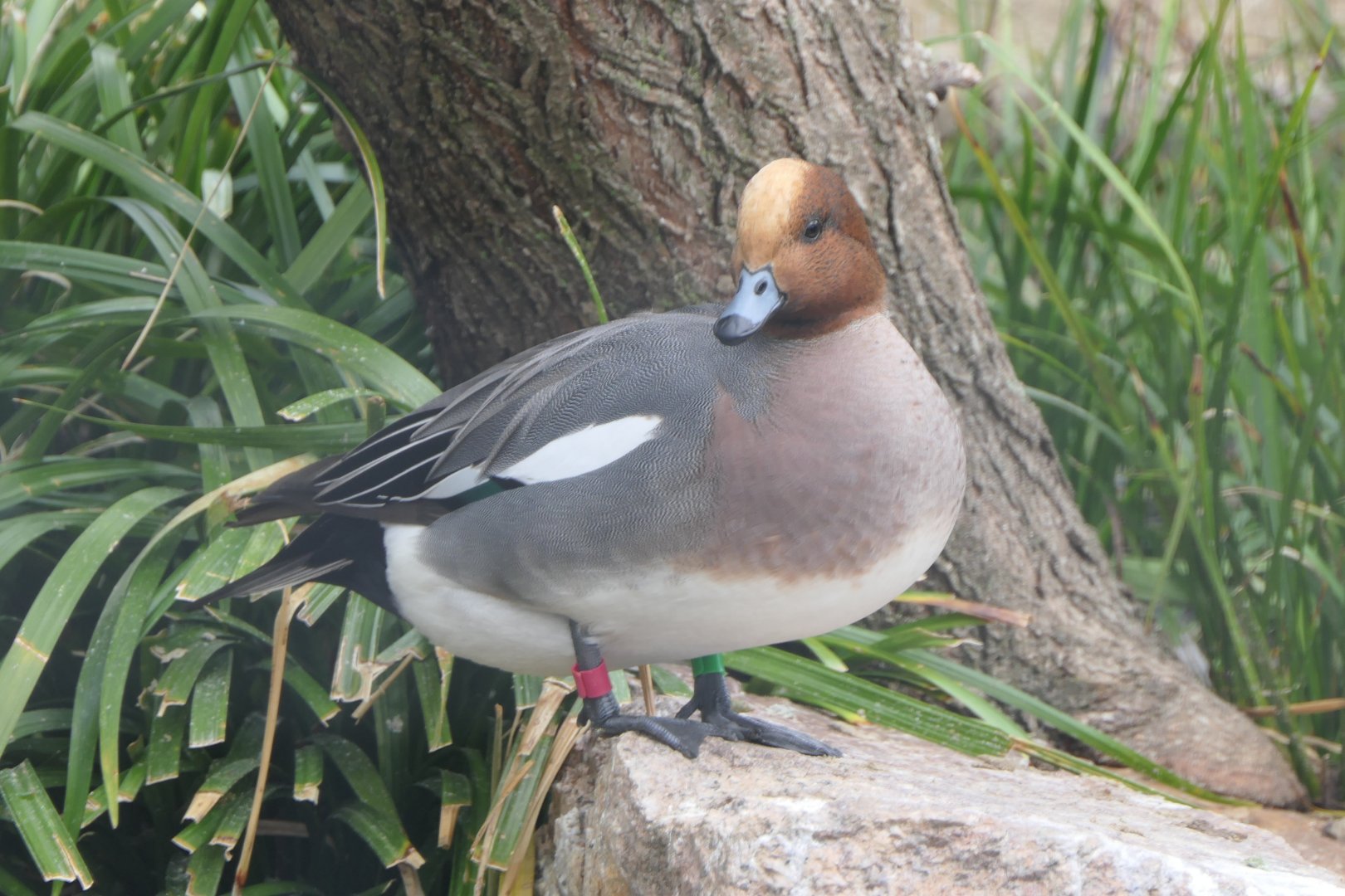 Eurasian Wigeon (Mareca penelope)