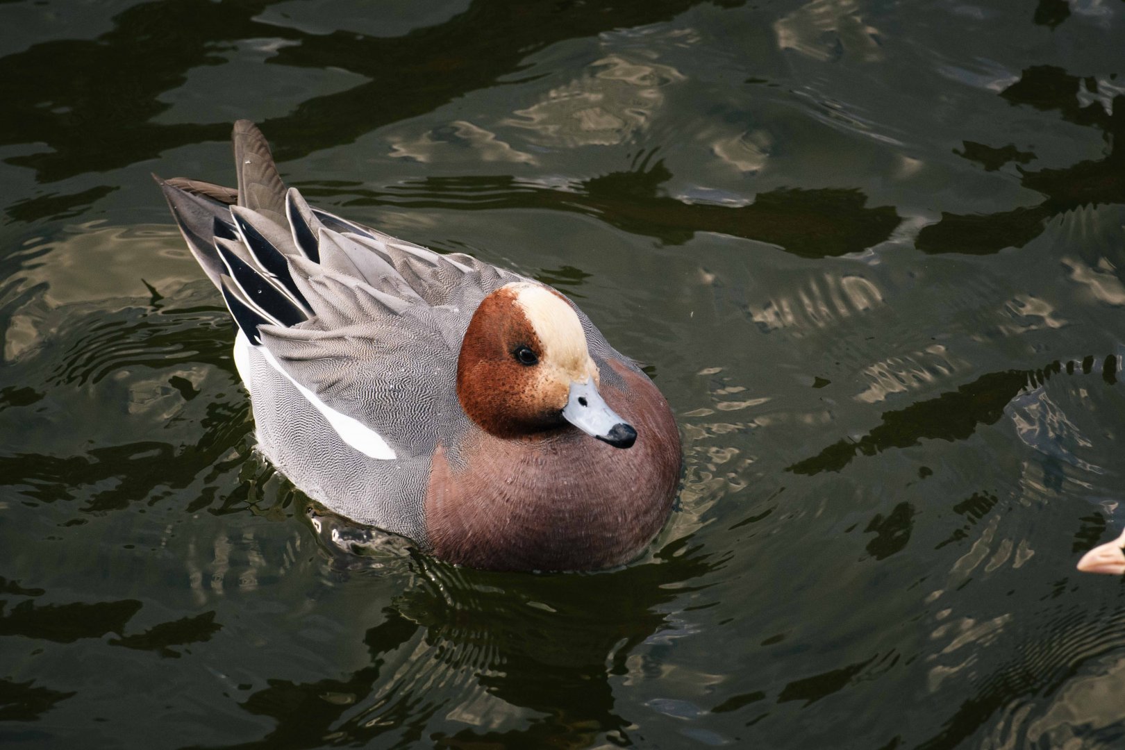Eurasian Wigeon - Osaka Castle Park