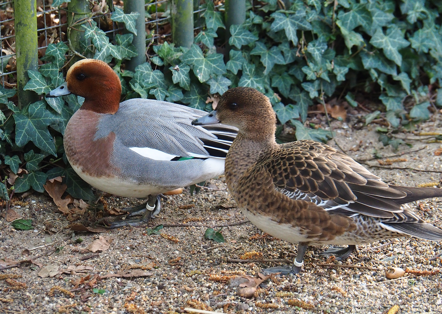 Eurasian wigeon pair (Mareca penelope), 2023-04-18