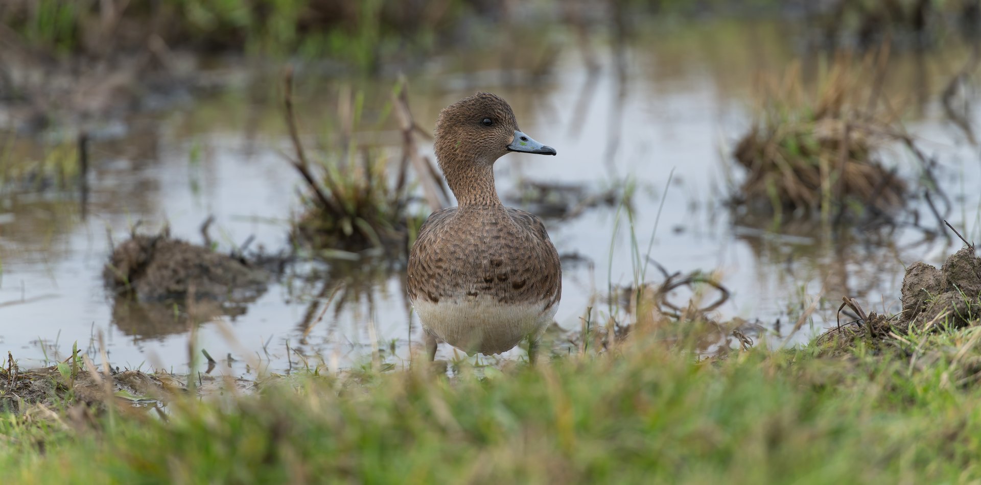 Eurasian Wigeon, wild, UK