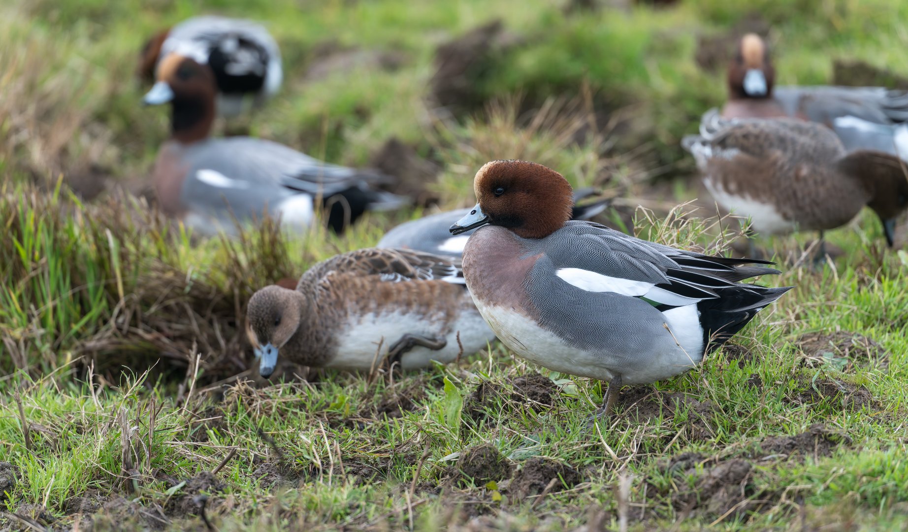 Eurasian Wigeon, wild, UK